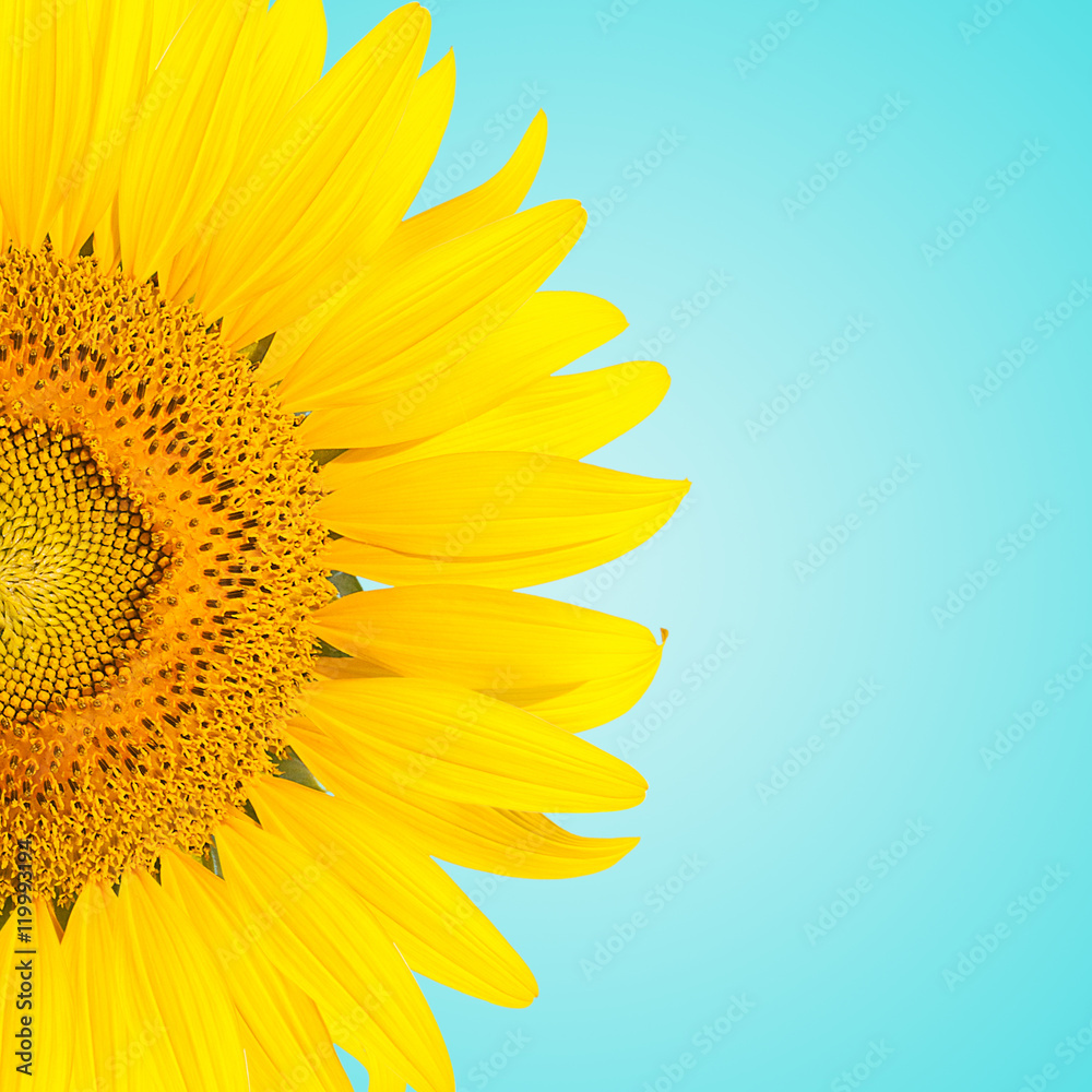 Obraz premium sunflowe