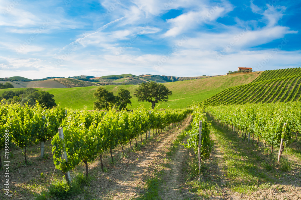 Fototapeta premium Rows of vineyard among hills