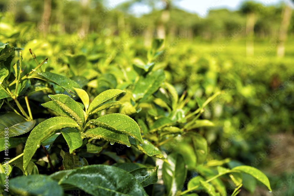 Tea plantations at Java, Indonesia