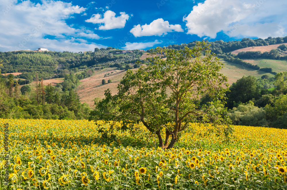 Field of sunflowers among hills