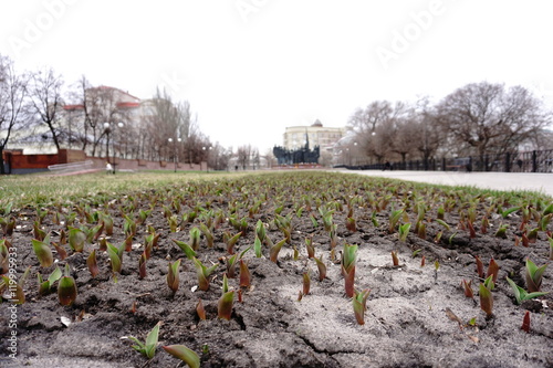 Весна на площади Победы в Воронеже. photo