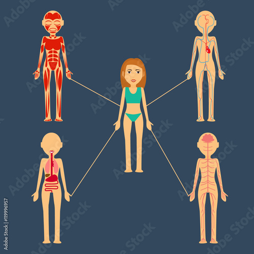 Vector illustration . Human organs . mishichnaya mass, bone , nervous system , blood  , lymphatic  .
