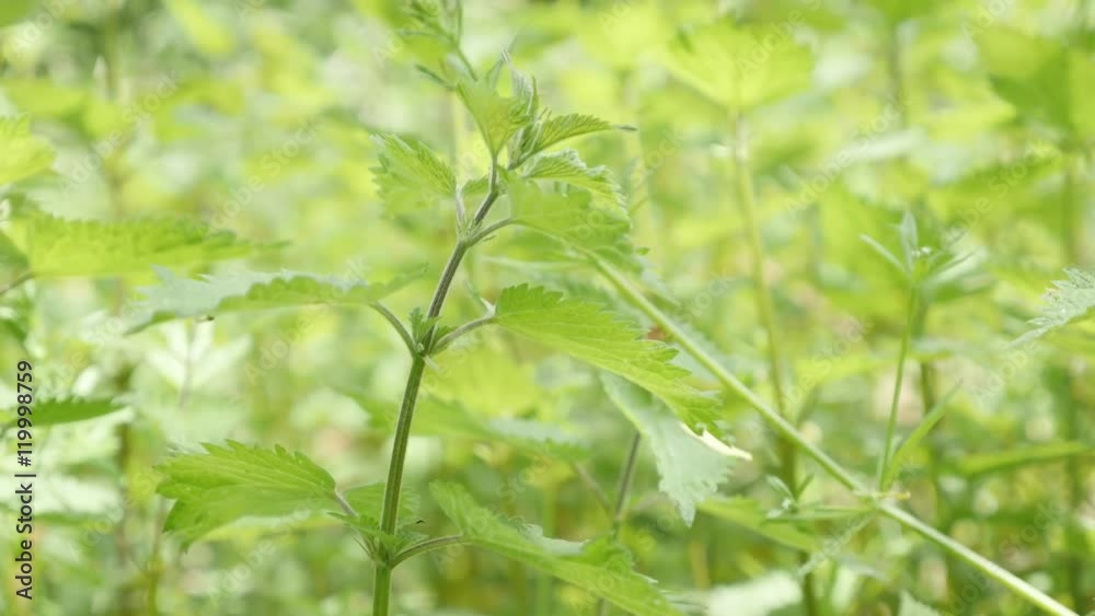 Healthy herb plant wild common nettle natural background slow tilt 4K 2160p 30fps UltraHD footage - Shallow DOF Urtica dioica stinging nettle healthy plant in nature 4K 3840X2160 UHD tilting video Healthy herb plant wild common nettle natural background slow tilt 4K 2160p 30fps UltraHD footage - Shallow DOF Urtica dioica stinging nettle healthy plant in nature 4K 3840X2160 UHD tilting video