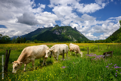 Idyllic Beautiful landscape in the Alps with cows grazing in fresh green meadows with blooming flowers  typical countryside and farm between mountains  Ettal and Oberammergau  Bavaria  Germany