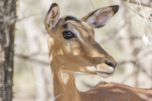 Impala Rooibok close up side big eye © SphaeraDesigns