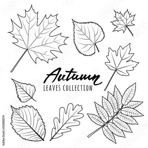 Set of vector autumn leaves. Black and white outline hand drawn fall leaves and calligraphy lettering. Isolated design elements.