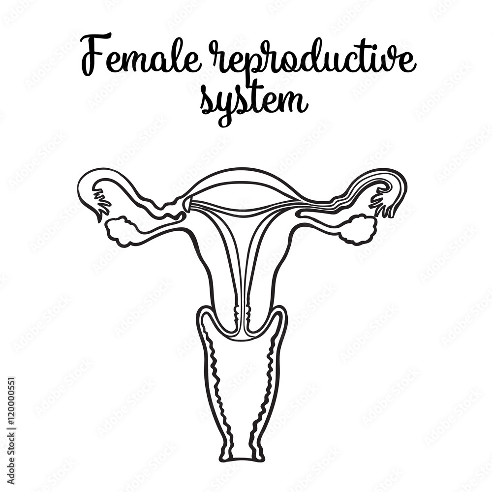 Draw a neat labelled diagrammatic sectional view of female reproductive  system.