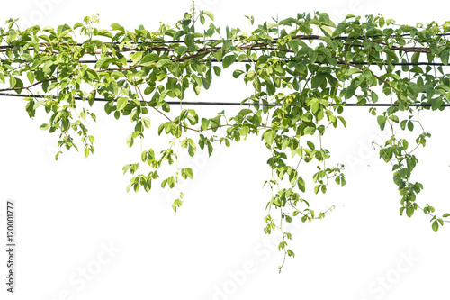 Ivy green with leaf on isolate white background