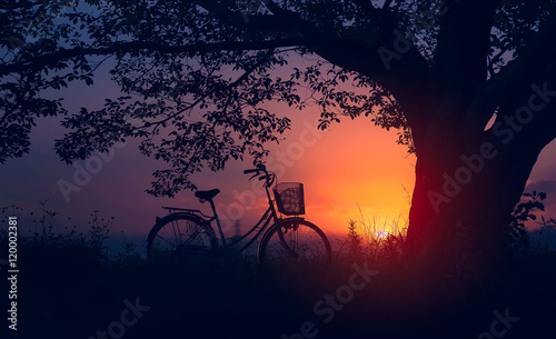 Vintage bike under a tree in the park