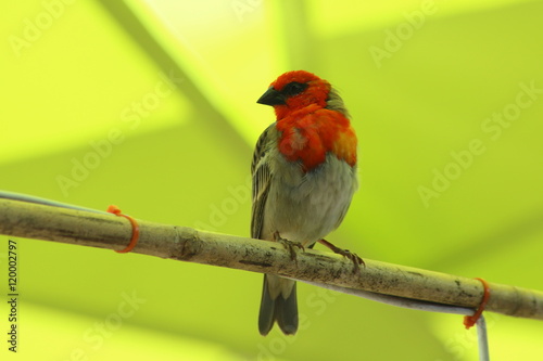 oiseau cardinal