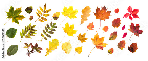 collection of beautiful colored autumn leaves