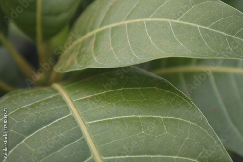 Mango Plant nursery Leaves Close up detail photo