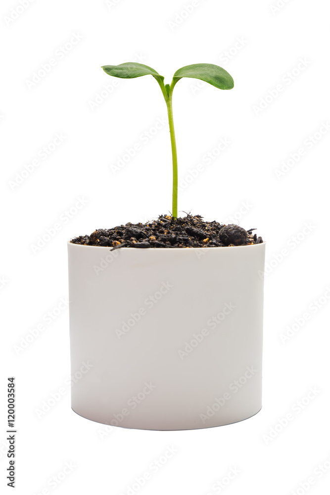 Sapling of a tree Sapling of a tree