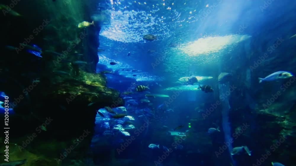 Huge aquarium Huge aquarium