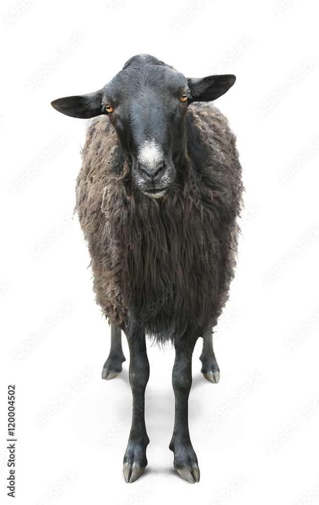 Black sheep online plaza vea