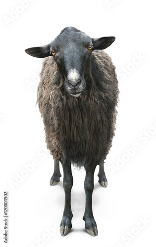 black sheep front view isolated on white back