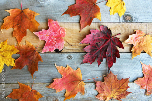Group of Colorful Fall Maple Leaves on Wood Background