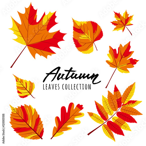 Set of vector autumn leaves. Yellow and red hand drawn fall leaves and callig...