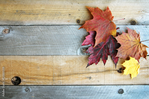 Autumn Sugar Maple Leaves Framing Rustic Wood Background