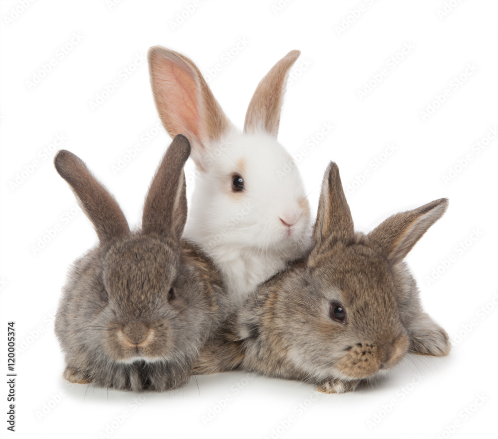 three small rabbit on a white background isolated