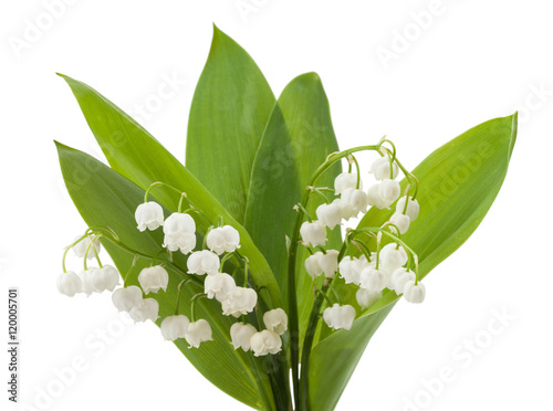 Fototapeta Naklejka Na Ścianę i Meble -  Lily of the valley isolated on white background