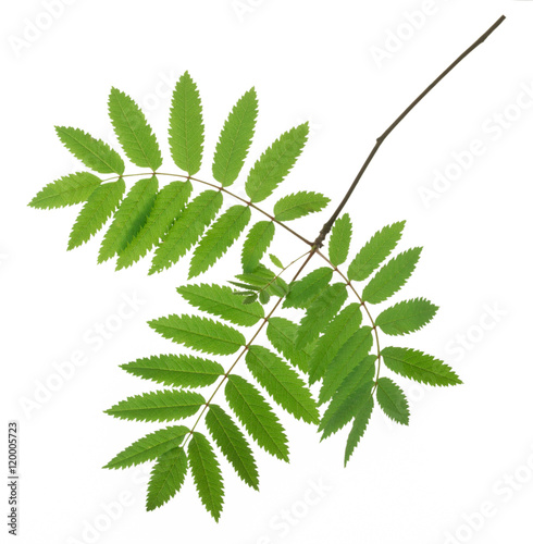 leaf mountain ash isolated on a white background