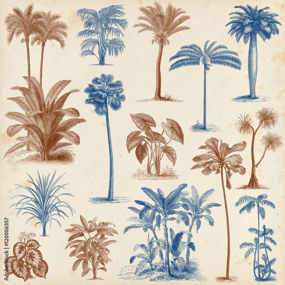 Fototapeta premium Vintage hand drawn palm trees set 2