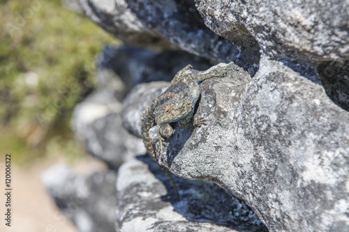 Lizard on Table Mountain rock