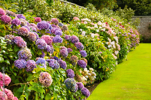 фотографія Purple, pink, blue and white hydrangea bushes in a garden in Ireland