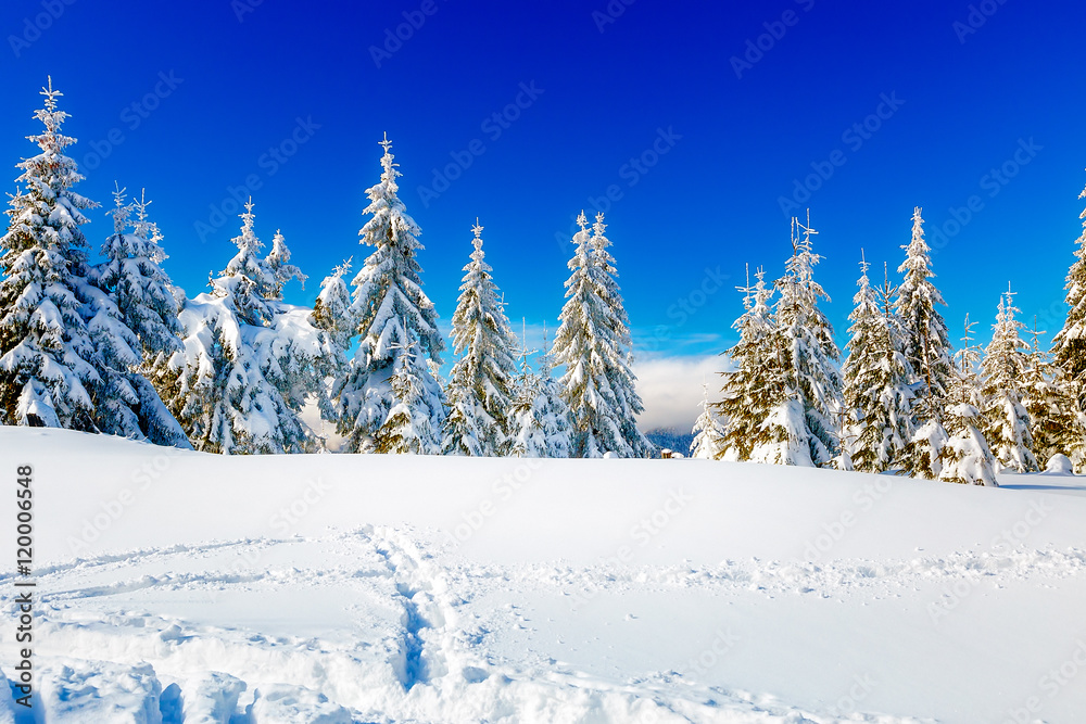 Beautiful mountain snowy landscape and snow covered trees. Beautiful sunny day in the mountains. Beautiful mountain snowy landscape and snow covered trees. Beautiful sunny day in the mountains.