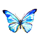 butterfly,watercolor, isolated on a white 