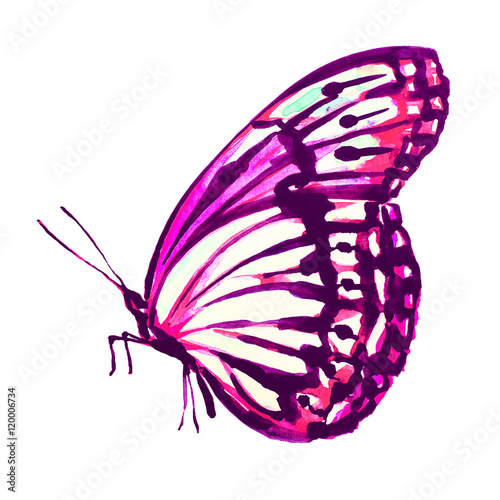 butterfly,watercolor, isolated on a white  © aboard