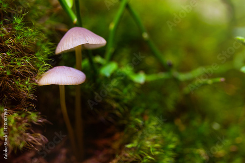 Closeup fungus in green moss