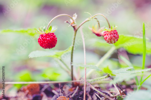 Ripe wild strawberry in forest