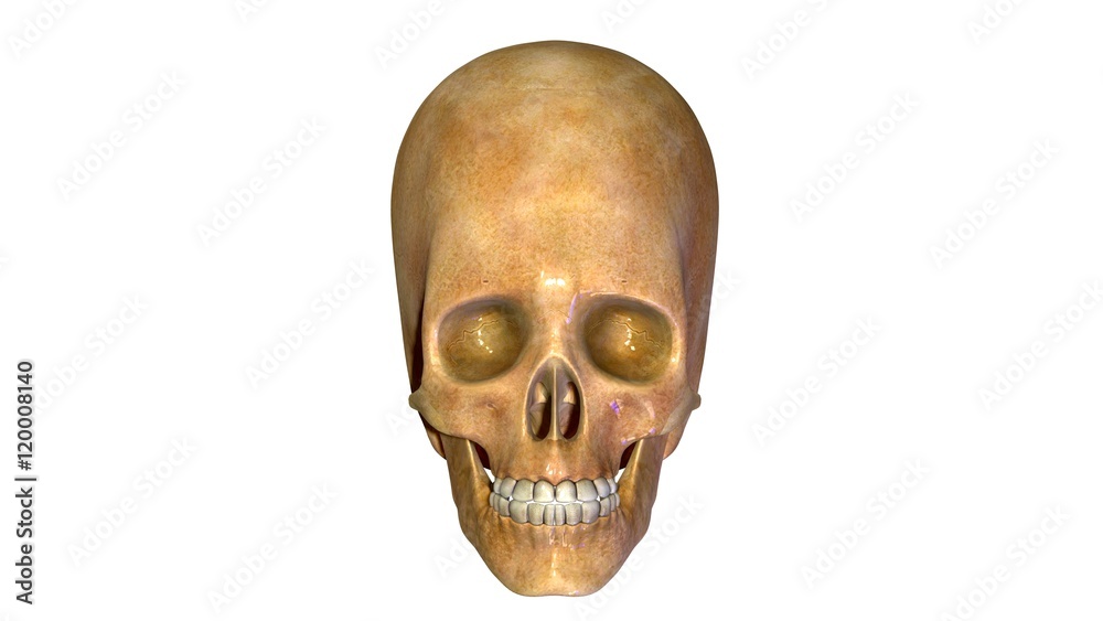 Fototapeta premium Human skull anatomy illustration