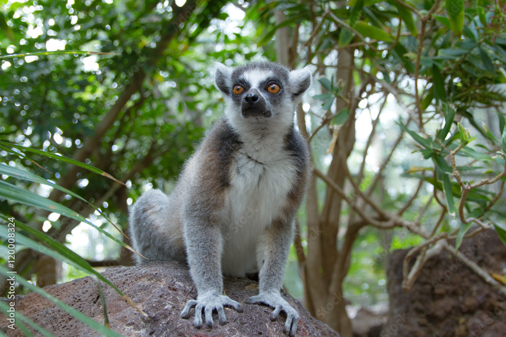 Obraz premium Katta (Lemur catta)