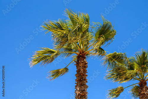 Green Palm Trees On Clear Blue Sky