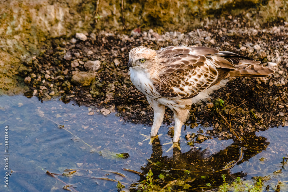 Fototapeta premium Crested Hawk Eagle