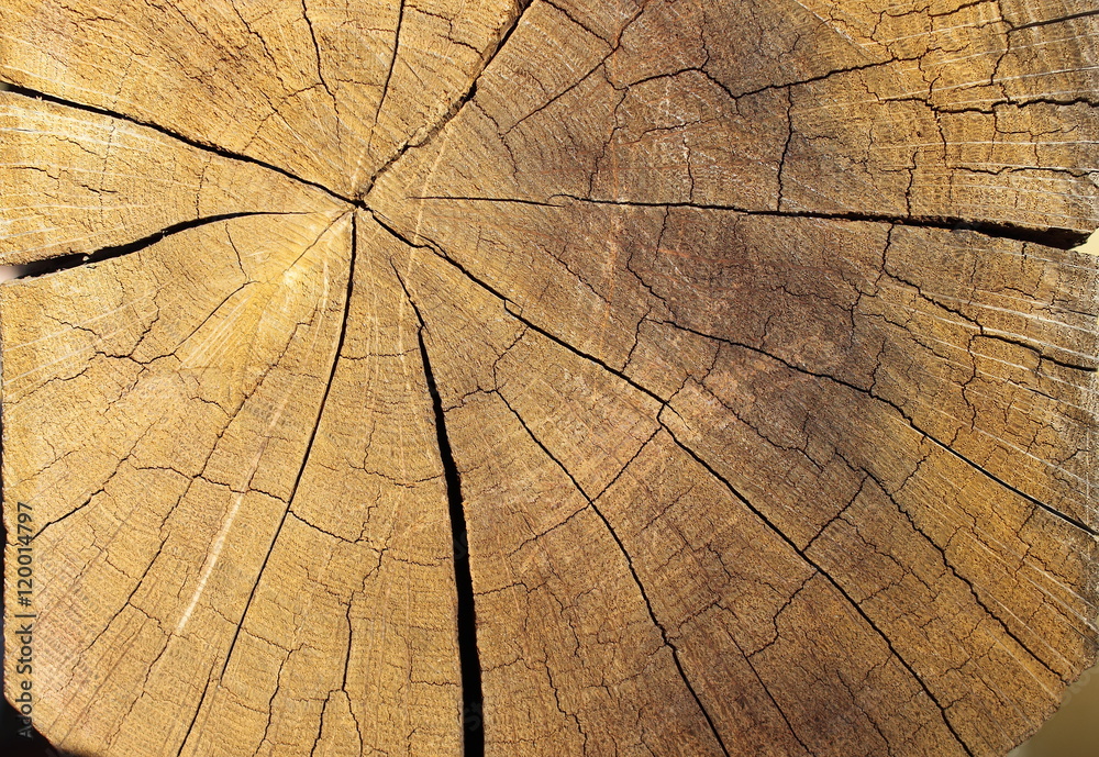 Obraz premium the texture of natural wood, radial cut