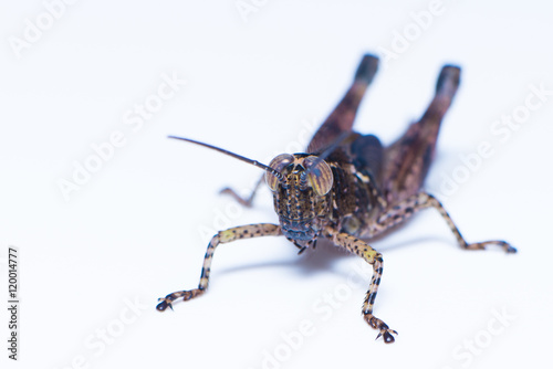 Brown grasshopper on the white background