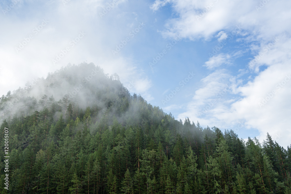 Fog and clouds over the taiga hill with pine trees Fog and clouds over the taiga hill with pine trees