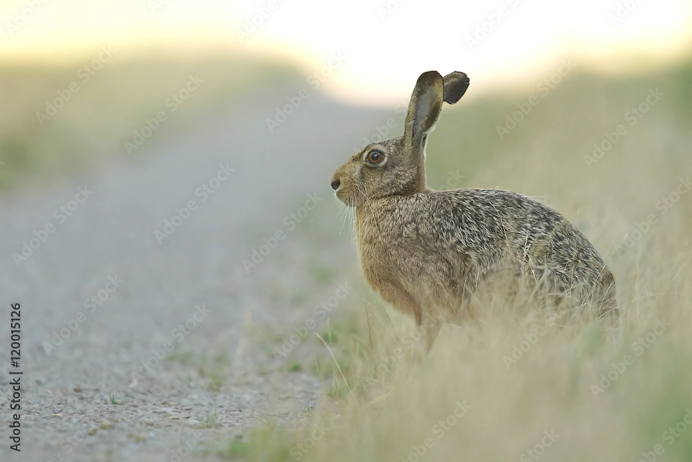 Fototapeta premium Feldhase