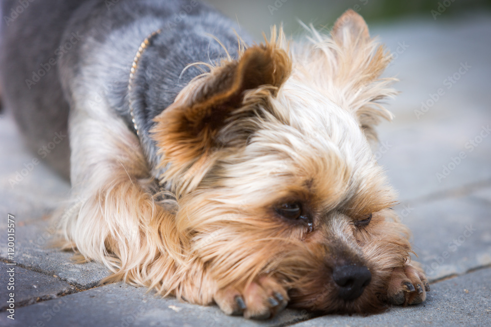 Yorkshire terrier longs Yorkshire terrier longs