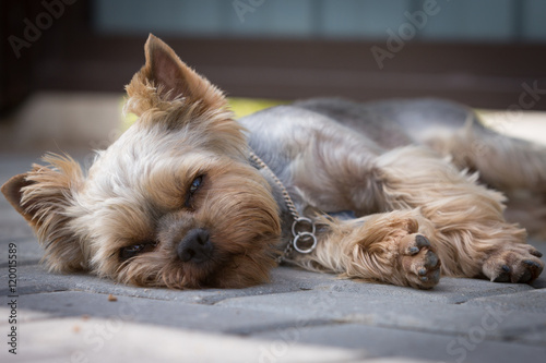 Yorkshire terrier waits for the owner