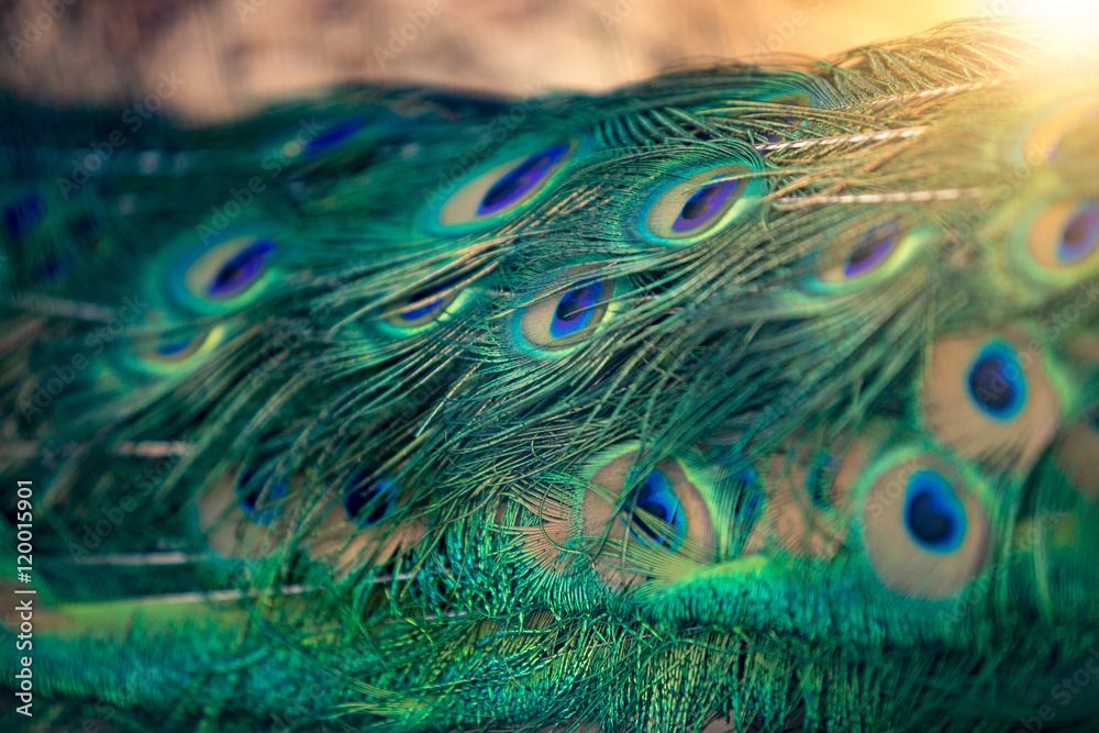 Fototapeta premium Closeup of beautiful blue and green peacock feathers at sunny da