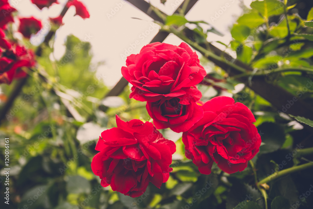 Toned image of beautiful red roses on fence at garden