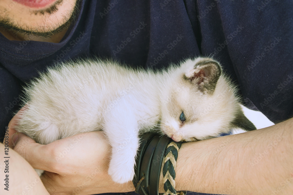 Gatito siamés durmiendo sobre el brazo de un chico