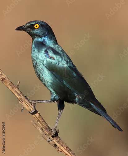 Cape Glossy Starling, Lamprotornis nitens, at Walter Sisulu Nati photo