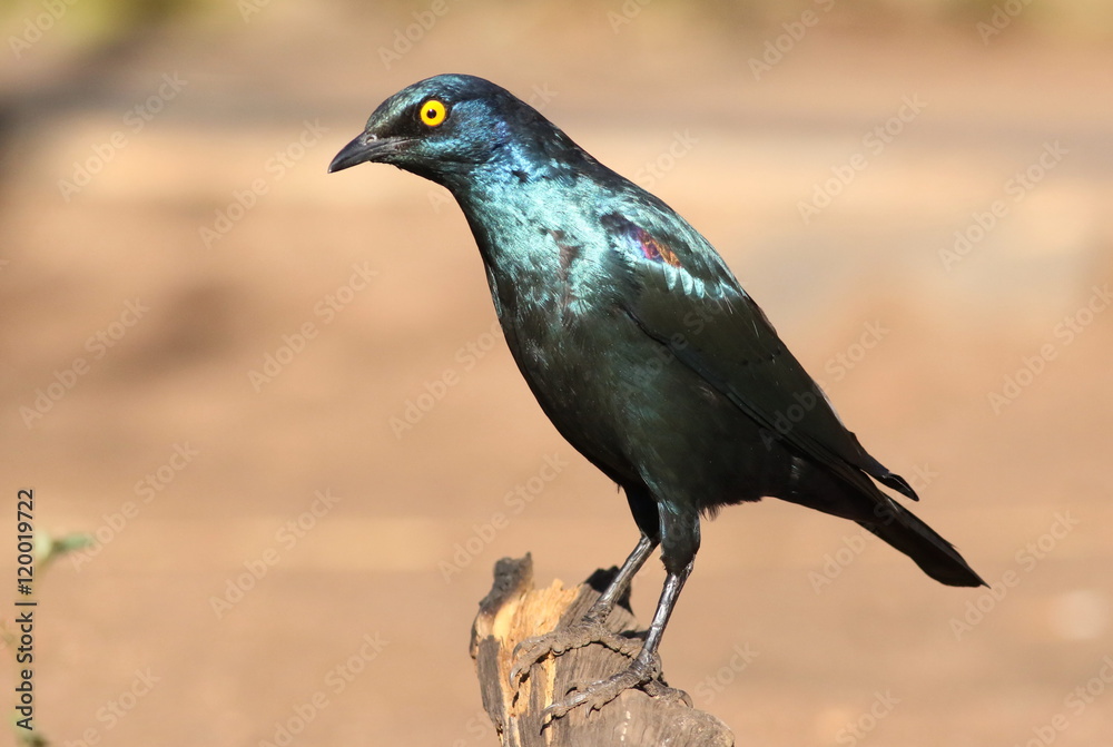 Fototapeta premium Cape Glossy Starling, Lamprotornis nitens, at Walter Sisulu Nati