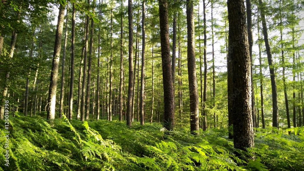 Naturaleza V Naturaleza V